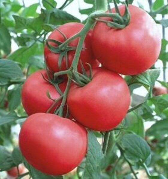 Tomāti PINK SKY F1 15 gab  Semillas Fito