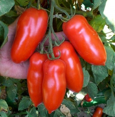 Tomāti GIULIETTA F1 5 gab Clause 