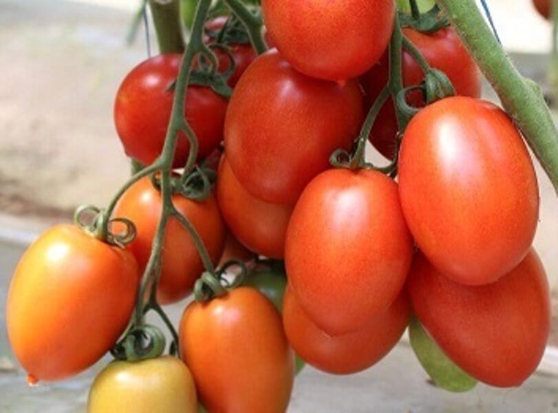 Tomāti BACALAR F1 5 gab Syngenta