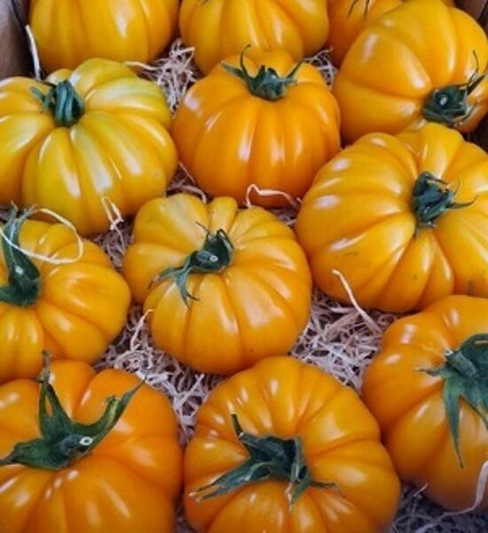 Tomāti  MONTEORANGE (EST 18200) F1 30 gab Fito Semillas