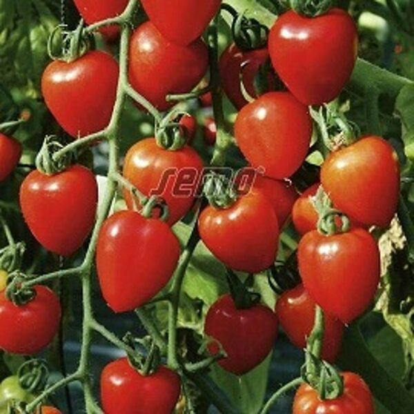 Tomāti GARDENBERRY F1 3 gab Semo