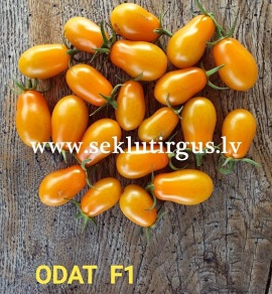 Tomāti ODAT F1 3 gab  MoravoSeed
