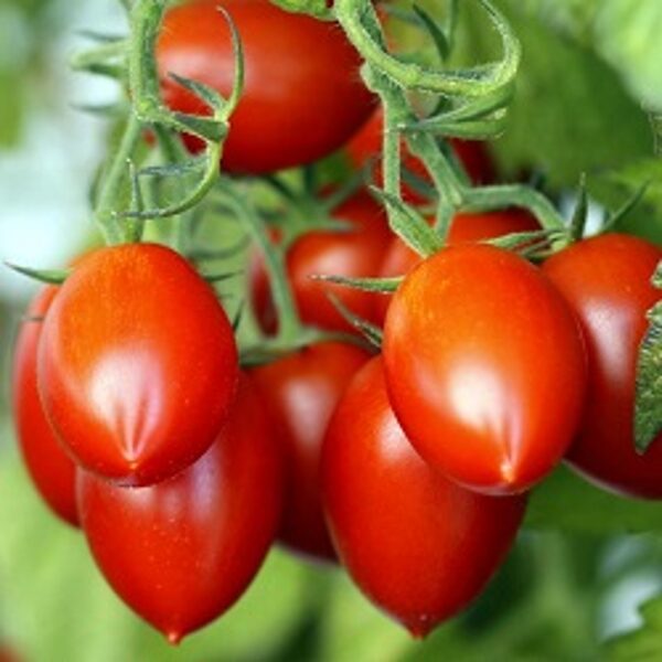 Tomāti REVA F1 5 gab Vilmorin
