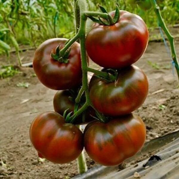 Tomāti Bronson F1 9 gab  Clause