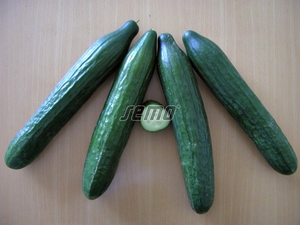Gurķi TRIBUTE F1 3 gab Semo