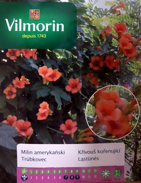 ​Trompetliāna MILIN AMERYKAŃSKI 300 mg Vilmorin