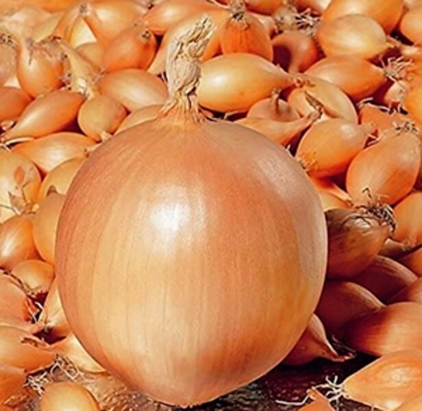 Sīksīpoli ziemas Troy 3 kg Holande