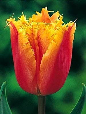 Tulpe bārkstainā Lambada 1 gab
