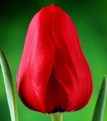 Tulpe triumfa Ile de France 1 gab