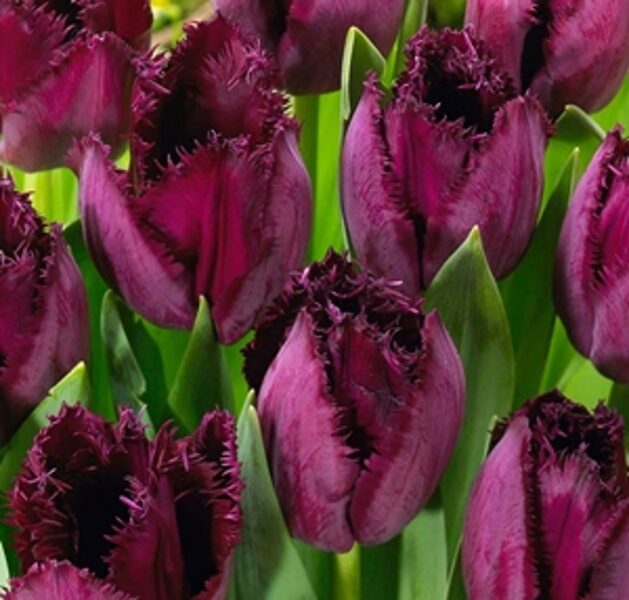 Tulpe bārkstainā Curly Sue 1 gab
