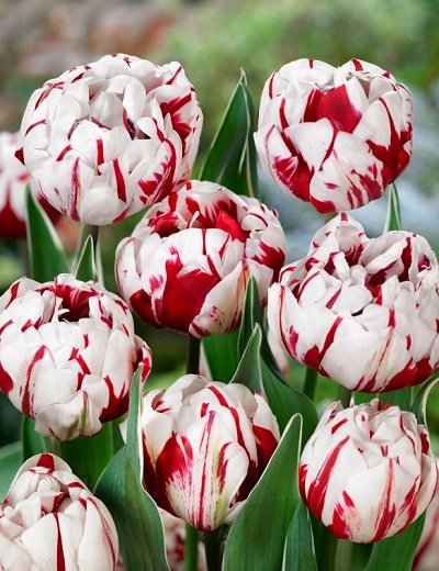 Tulpe pildītā Carnaval de Nice 5 gab