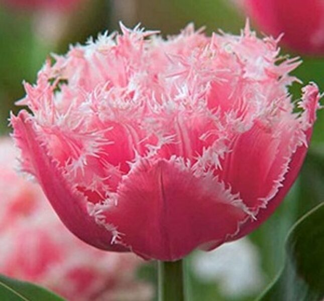 Tulpe bārkstainā pildītā Queensland 5 gab