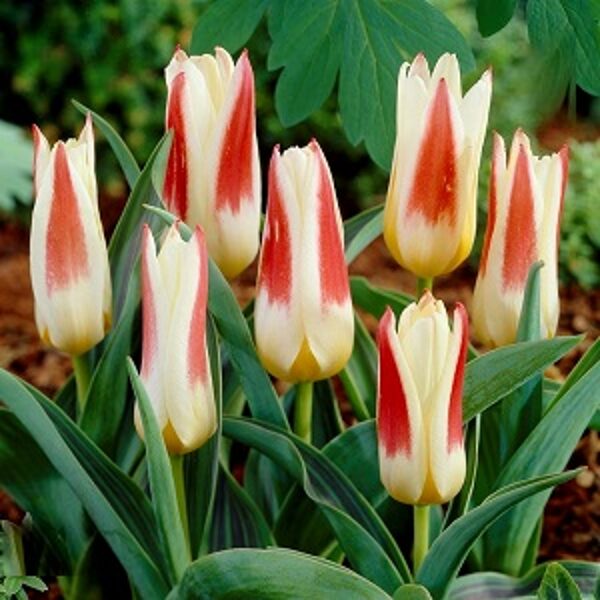 Tulpe kaufmaņa zemā JOHANN STRAUS 5 gab BENEX
