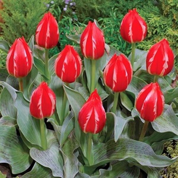 Tulpe kaufmaņa zemā  GREIGA FRIENDLY FIRE 5 gab BENEX