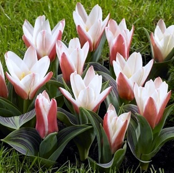 Tulpe kaufmaņa zemā HEART'S DELIGHT 5 gab BENEX