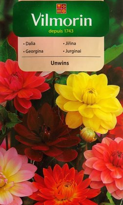 Vasaras dālijas Unwins 1 g Vilmorin