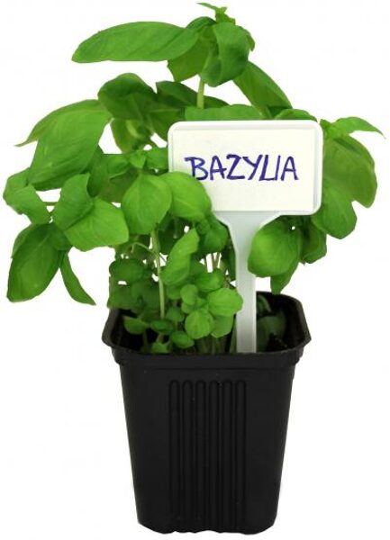 Uzrakstu plāksnītes baltas augu marķēšanai  Garden LINE