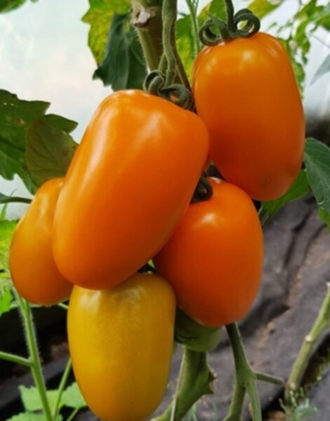 Tomāti PLENORANGE F1 (V 534; INCA GOLD) 5 gab Vilmorin