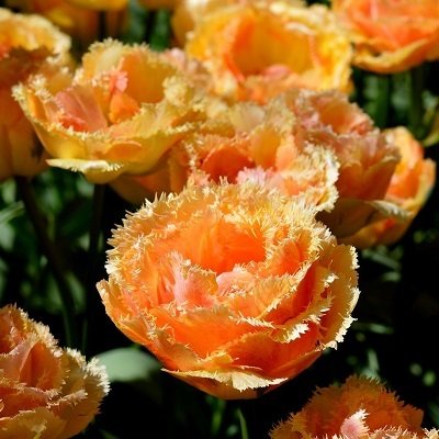  Tulpe bārkstainā pildītā Vaya Con Dios 5 gab 