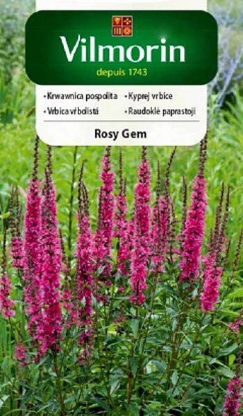 Vītolu vējmietiņš Rosy Gem (Krwawnica pospolita) 0.3 g Vilmorin