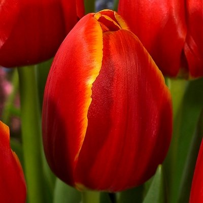 Tulpe triumfa Verandi 1 gab