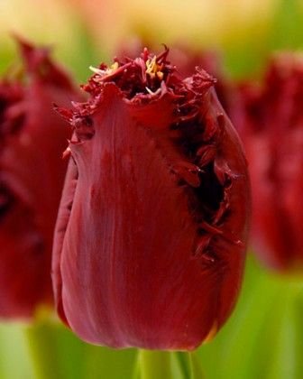 Tulpe bārkstainā Versaci 1 gab