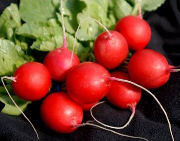 Redīsi VIENNA F1 apm. 300 gab Enza Zaden