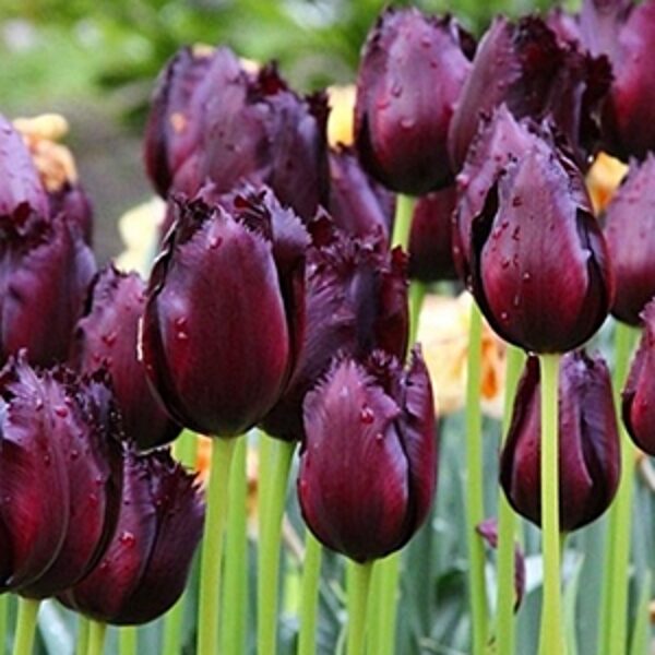 Tulpe bārkstainā Vincent Van Gogh 1 gab