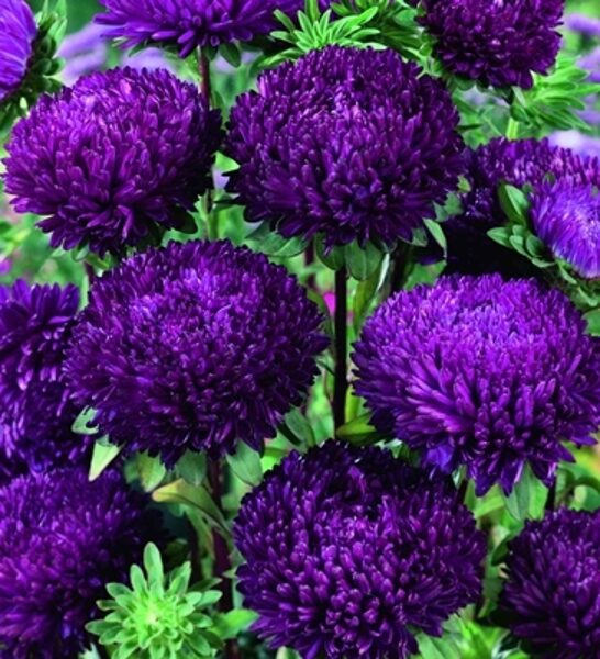 Asteres ķīnas Balloon Violet 30 gab Satimex