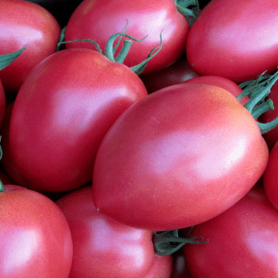 Tomāti JANGCY F1  (V 440)  5 gab Vilmorin