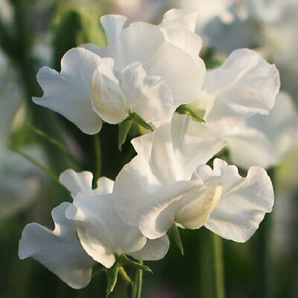 Puķuzirņi lielziedu smaržīgie Mammouth sērija WHITE 20 gab Muller Seed