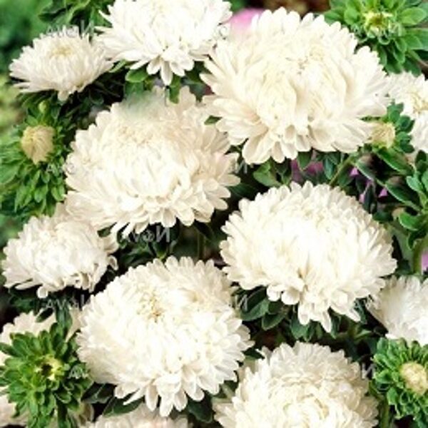 Asteres ķīnas Lady Coral White 30 gab Satimex