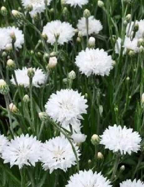 Rudzupuķes Ball White 3 g Muller