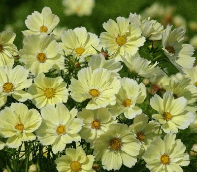 Divplūksnu kosmejas Xanthos Yelow 10 gab "Muller Seeds"