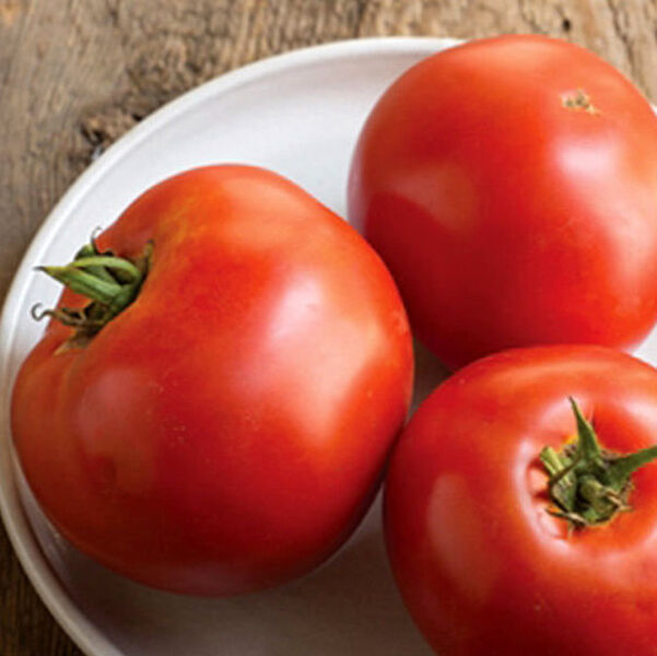 Tomāti YARDEN F1 15 gab Erma Zaden