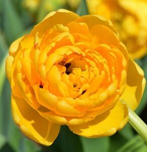 Tulpe pildītā Yellow Pomponette 5 gab