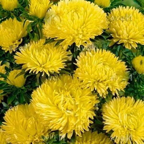 Asteres ķīnas Lady Coral Yellow 30 gab Satimex