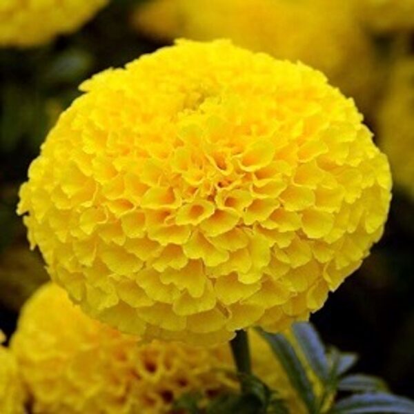 Samtenes Taishan® Yellow African 10 gab PanAmericanSeed