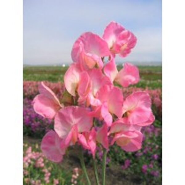 Puķuzirņi lielziedu smaržīgie Mammouth sērija SALMON CREAM 20 gab Muller Seed