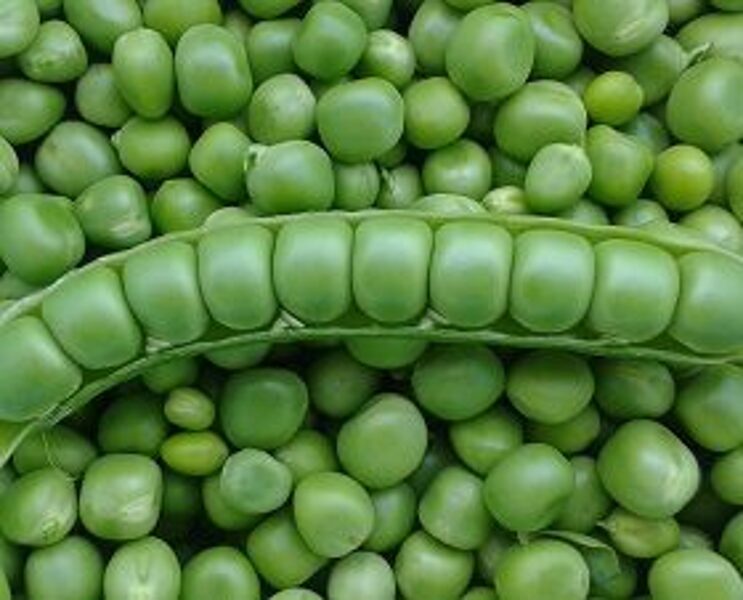 Zirņi MAXIGOLT 500 g Sudwestsaat