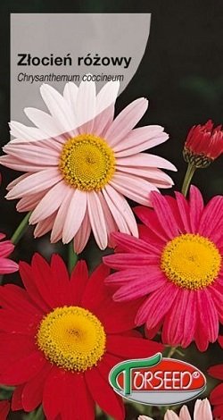 Sārtās pīpenes (Šarlaksarkanā krizantēma) ROBINSONS  MIX 0,5 g Torseed