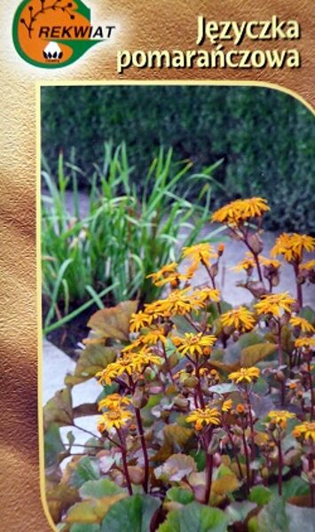 Zobainā ligulārija Języczka pomarańczowa 8 gab Rekwiat